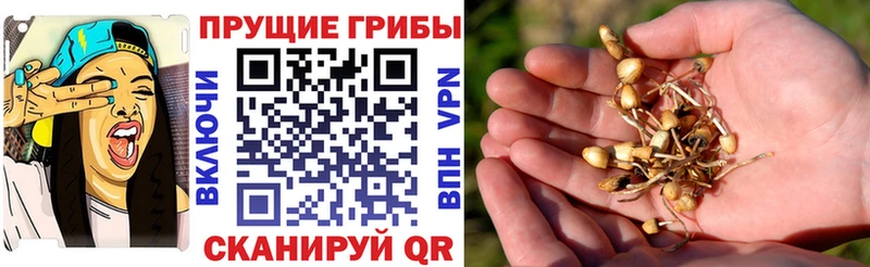 где продают наркотики  Ачхой-Мартан  Псилоцибиновые грибы GOLDEN TEACHER 